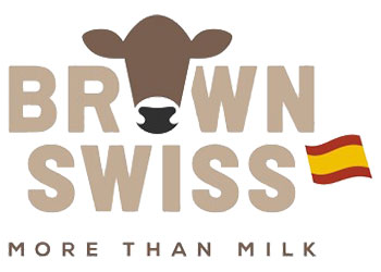 Brown Swiss - more than milk